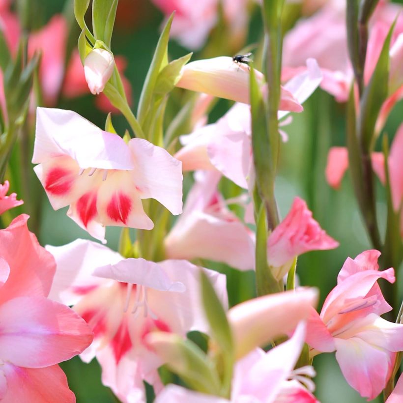 Gladiolus Elvira - Sword Lily (Flowering)