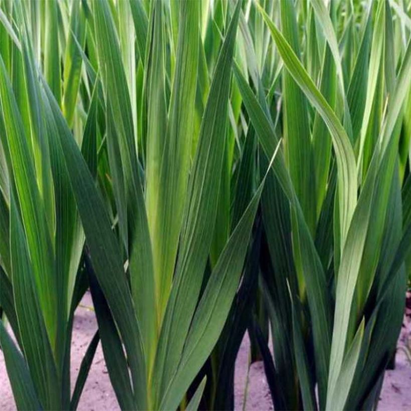 Gladiolus Home Coming - Sword Lily (Foliage)