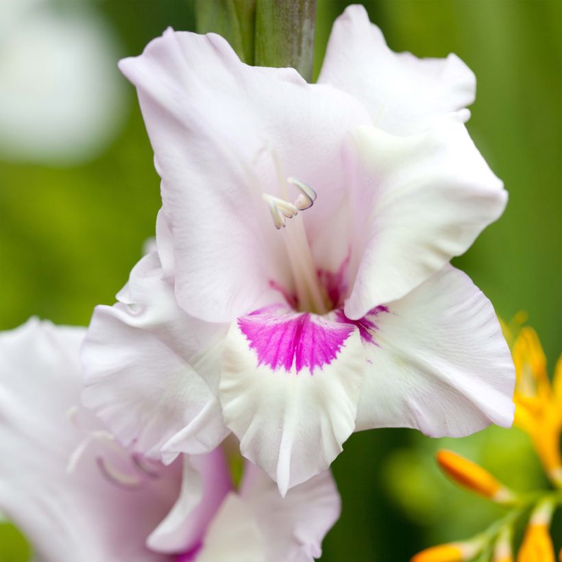 Gladiolus Home Coming - Sword Lily (Flowering)