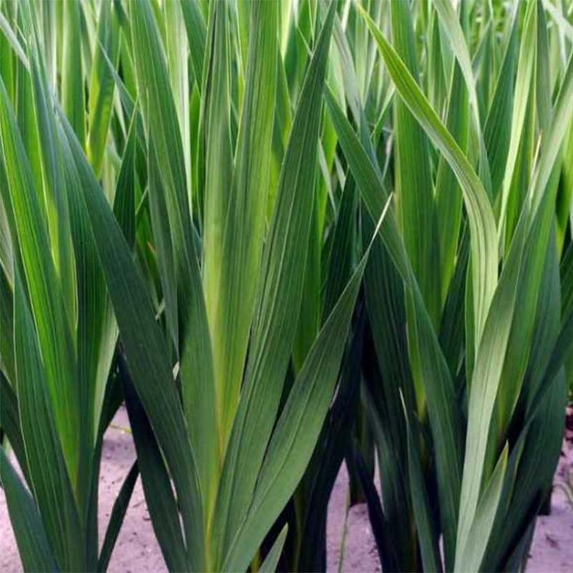 Gladiolus x callianthus Lucky Star - Abyssinian gladiolus (Foliage)