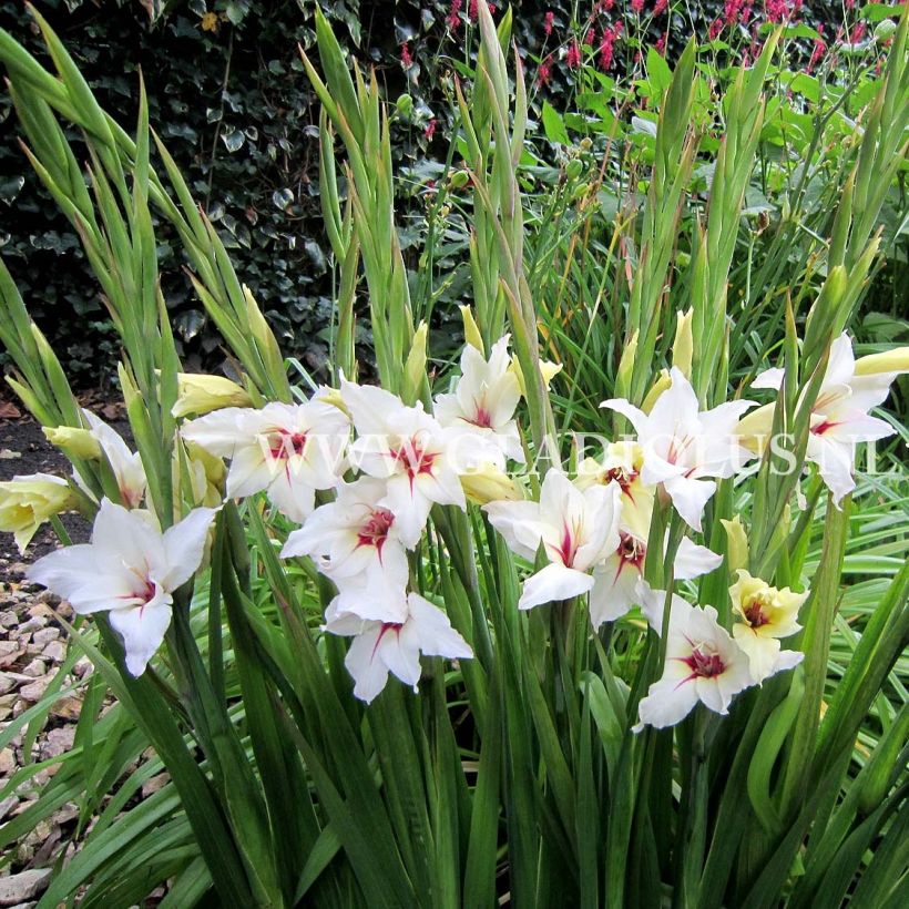 Gladiolus x callianthus Lucky Star - Abyssinian gladiolus (Flowering)