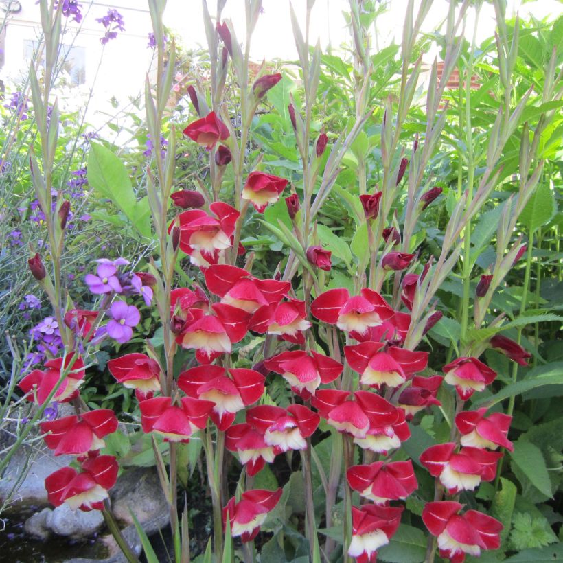 Gladiolus primulinus Laura Jay - Sword Lily (Flowering)