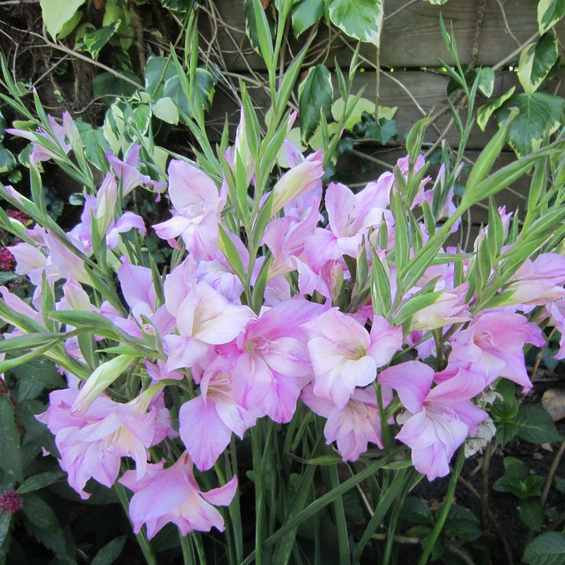 Gladiolus tubergenii Charming Lady - Sword Lily (Flowering)