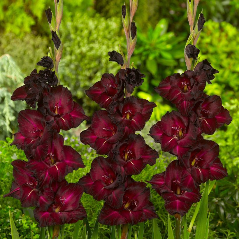 Gladiolus Black Surprise - Sword Lily (Flowering)