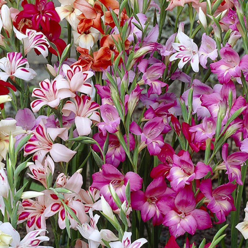 Gladiolus Mix - Sword Lily (Flowering)