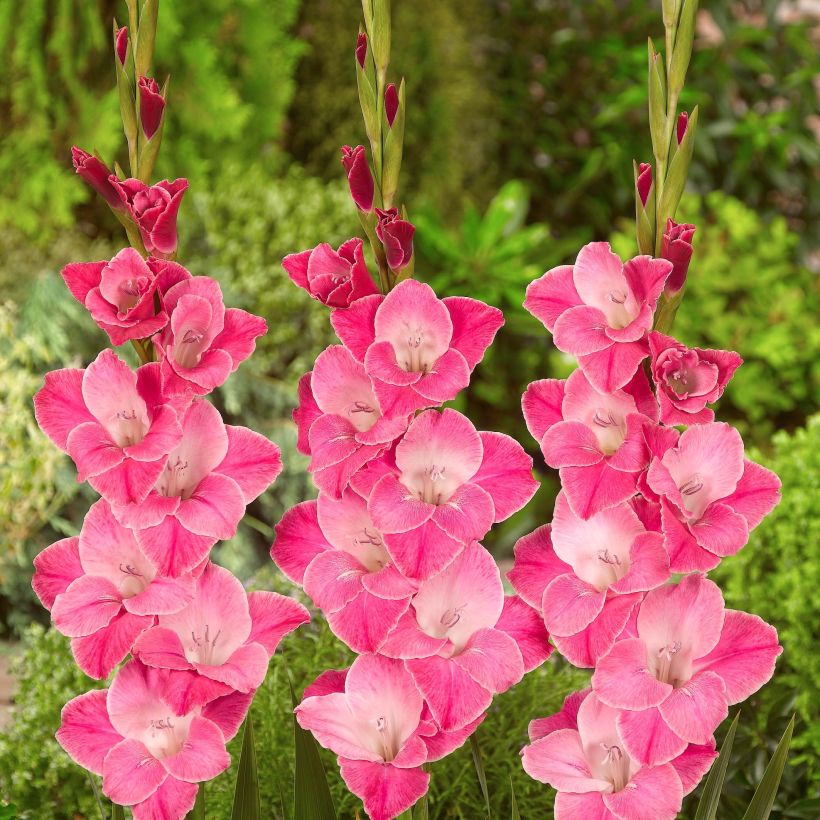Gladiolus Invitatie - Sword Lily (Flowering)