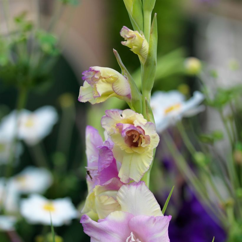 Gladiolus grandiflorus Mon Amour - Sword Lily (Flowering)