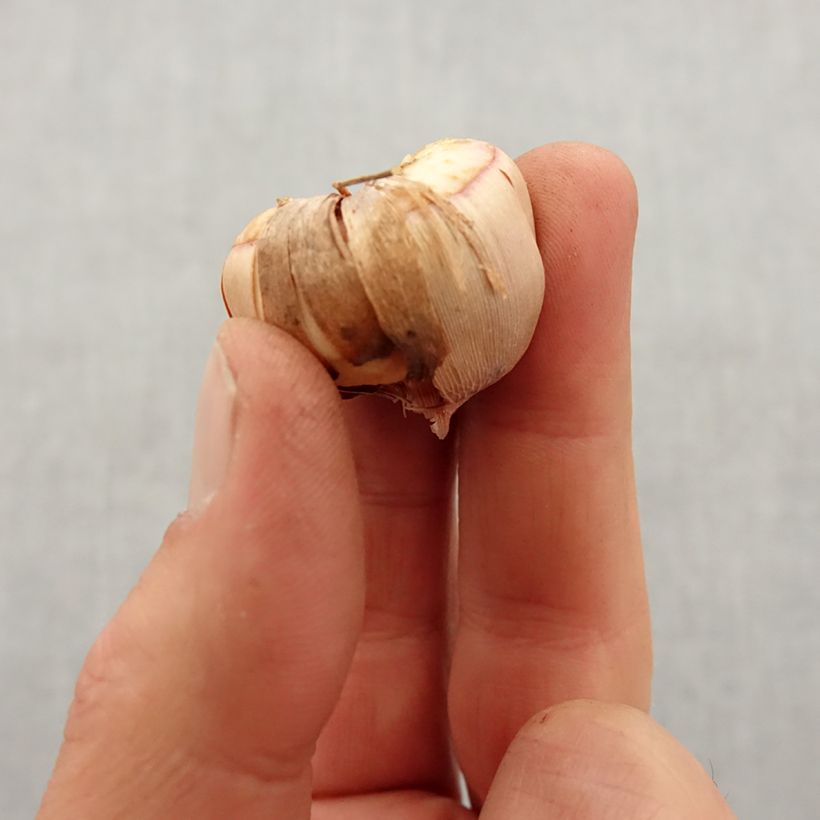 Gladiolus nanus Vulcano Bulb size 8+ sample as delivered in spring