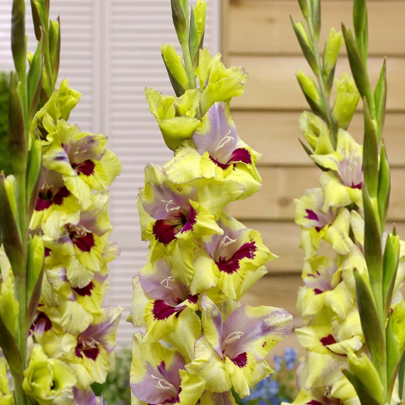 Gladiolus grandiflorus Oracle - Sword Lily (Flowering)