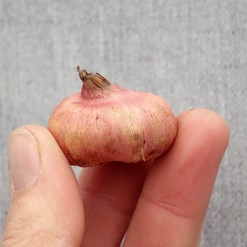Gladiolus nanus Mix Bulb size 8+ sample as delivered in spring