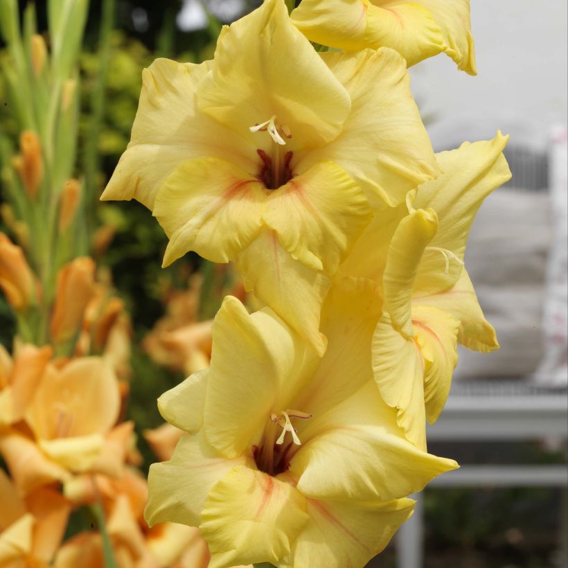 Gladiolus Ovatie - Sword Lily (Flowering)