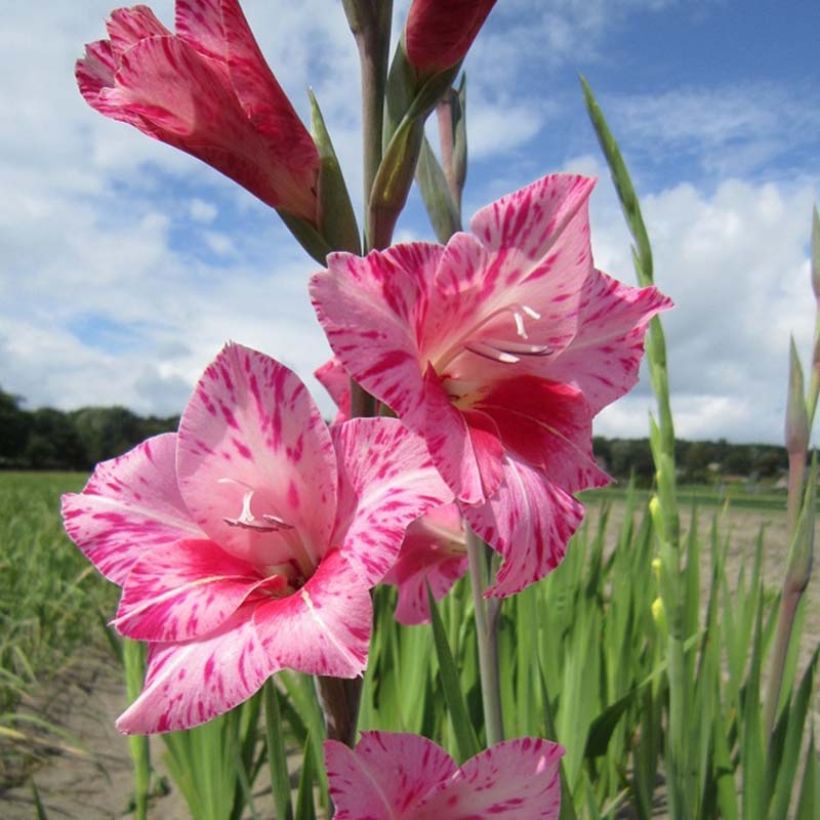 Gladiolus Bibi - Sword Lily (Flowering)