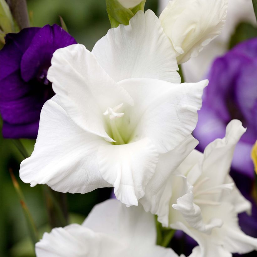 Gladiolus White Prosperity - Sword Lily (Flowering)