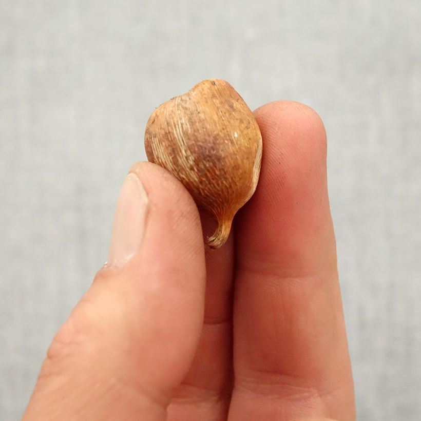 Gladiolus byzantinus Whistling Jack - Byzantine Gladiolus Bulb size 6+ sample as delivered in spring