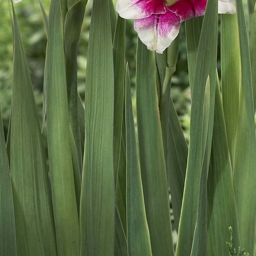 Gladiolus primulinus Adrienne - Sword Lily (Foliage)