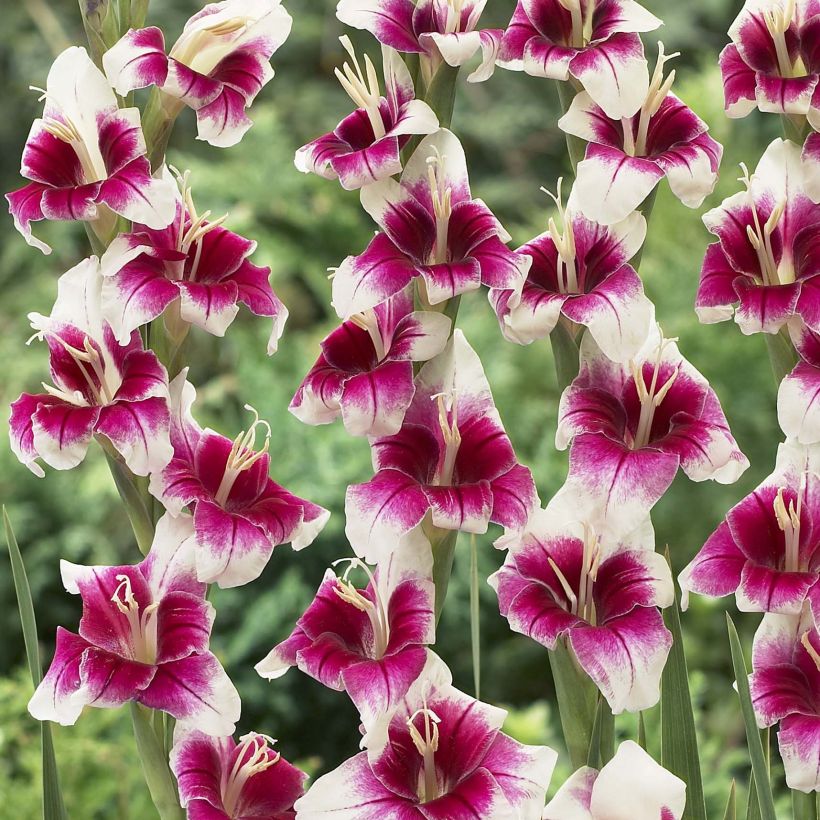 Gladiolus primulinus Adrienne - Sword Lily (Flowering)