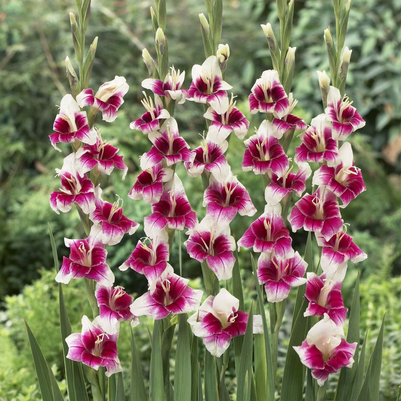 Gladiolus primulinus Adrienne - Sword Lily (Plant habit)