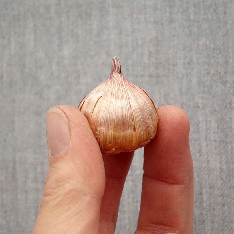 Gladiolus grandiflorus Bimbo - Sword Lily Bulb size 10/12 sample as delivered in spring