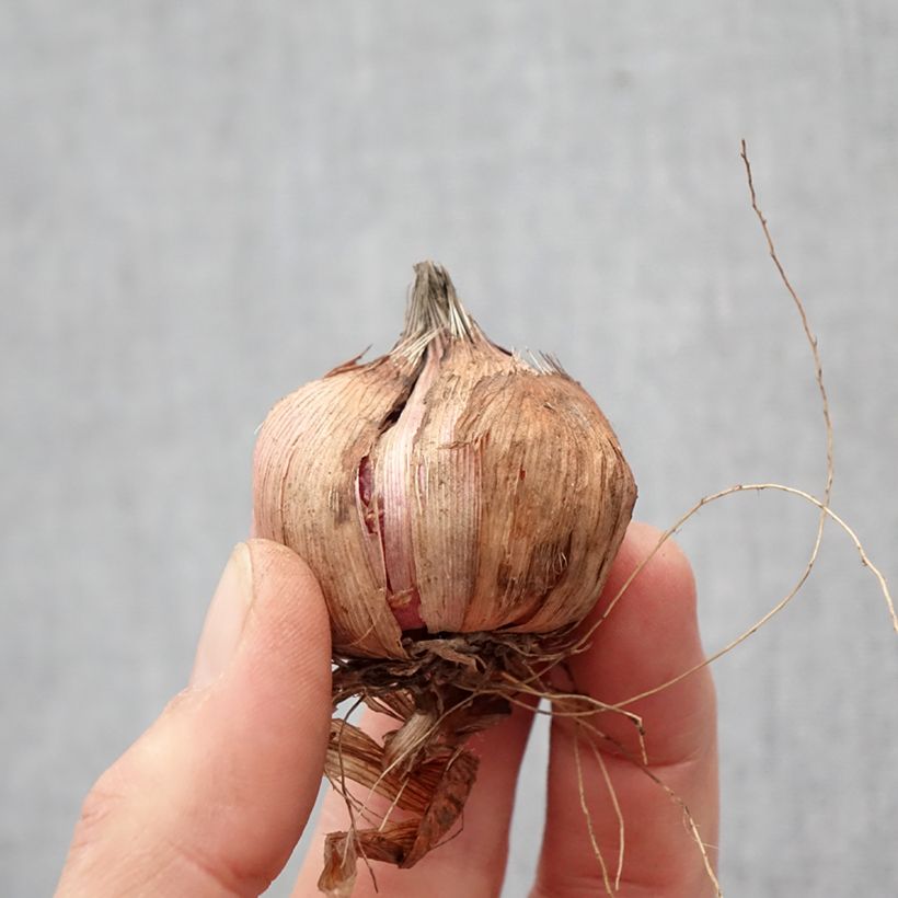 Gladiolus Black Surprise - Sword Lily Bulb size 12+ sample as delivered in spring