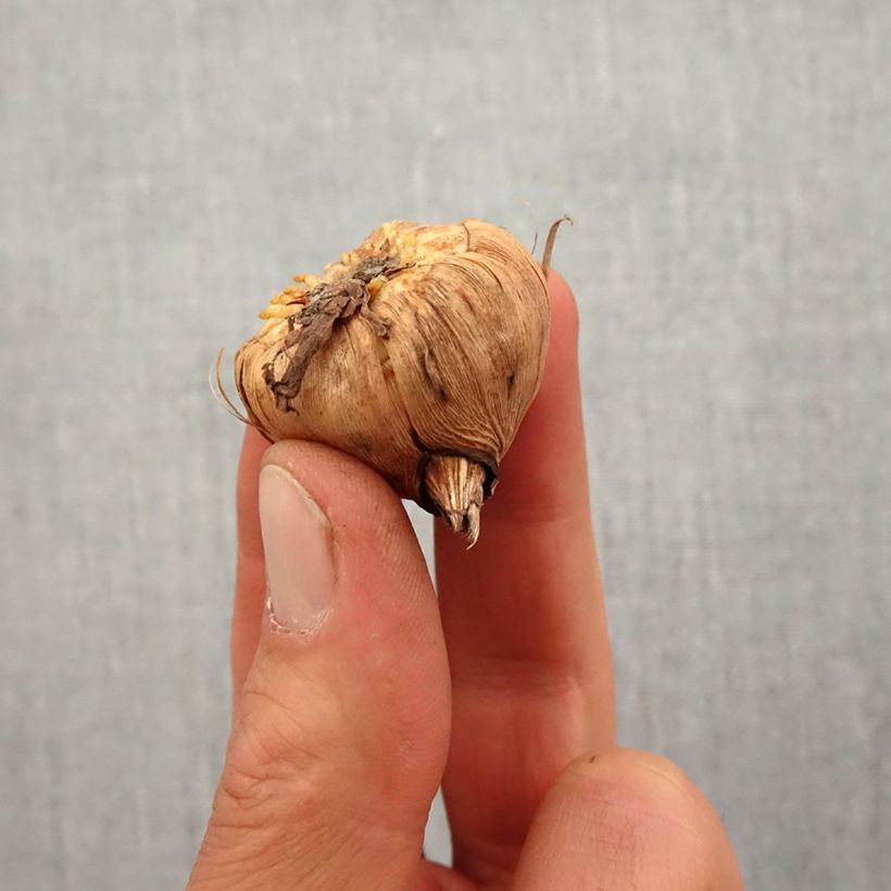 Gladiolus grandiflorus Break of Dawn - Sword Lily Bulb size 10/12 sample as delivered in spring