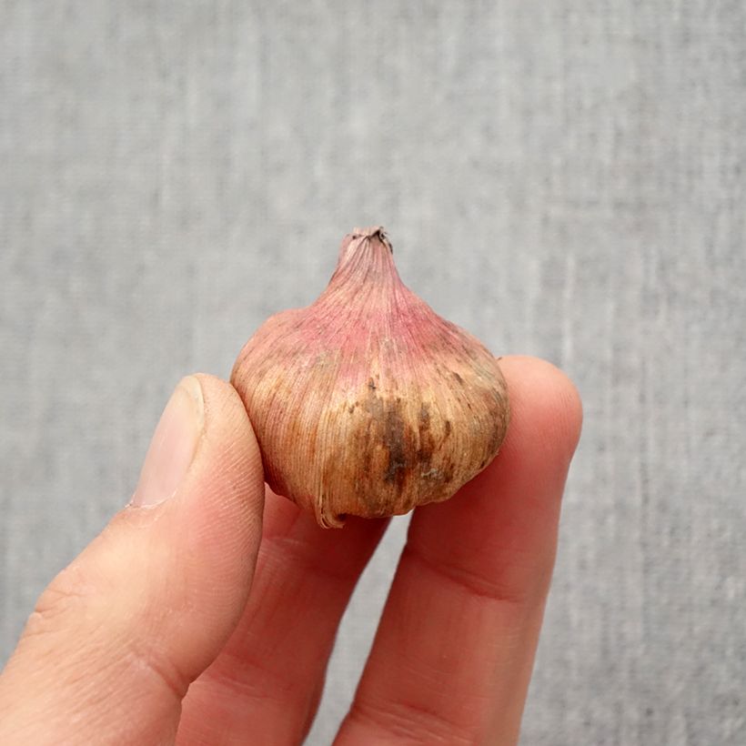 Gladiolus carneus var. albidus - Painted lady Bulb size 6+ sample as delivered in spring