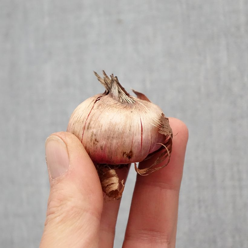 Gladiolus Cayenne - Sword Lily Bulb size 12/14 sample as delivered in spring