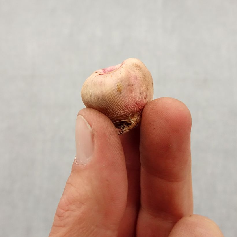 Gladiolus Galaxian - Sword Lily Bulb size 8+ sample as delivered in spring