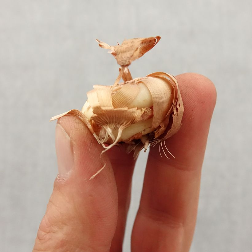 Gladiolus Nymph - Sword Lily Bulb size 8+ sample as delivered in spring