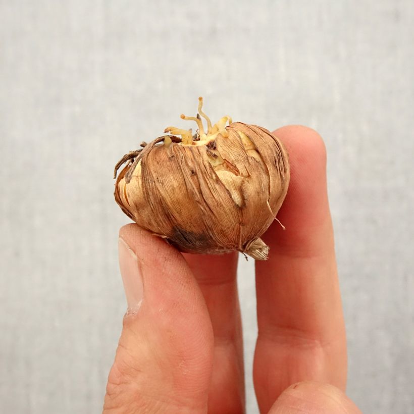 Gladiolus Cream Perfection - Sword Lily Bulb size 12+ sample as delivered in spring
