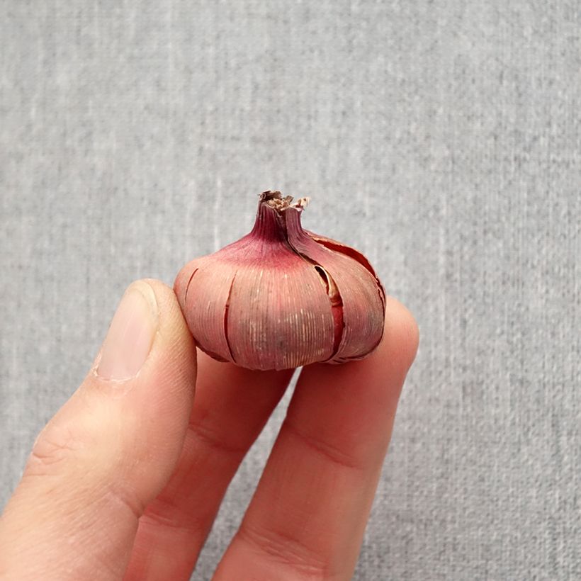Gladiolus Dared - Sword Lily Bulb size 10/12 sample as delivered in spring