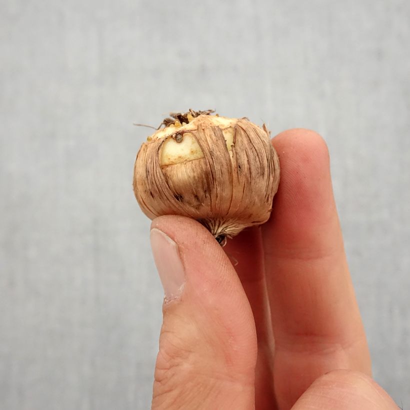 Gladiolus Elvive - Sword Lily Bulb size 14+ sample as delivered in spring