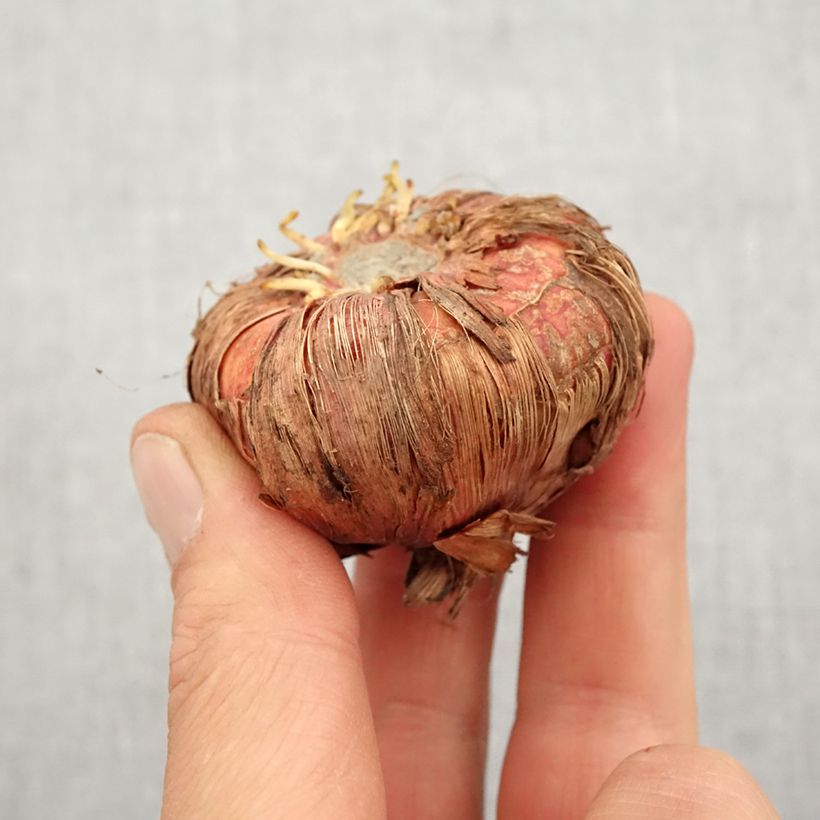 Gladiolus Espresso - Sword Lily Bulb size 14+ sample as delivered in spring