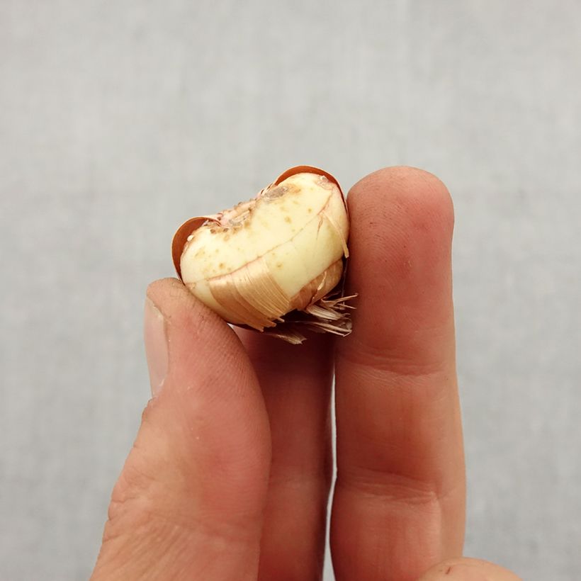 Gladiolus x callianthus Lucky Star - Abyssinian gladiolus Bulb size 8+ sample as delivered in spring