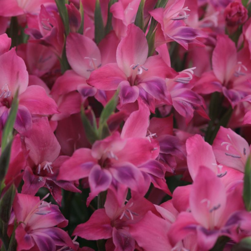 Gladiolus nanus Vulcano (Flowering)