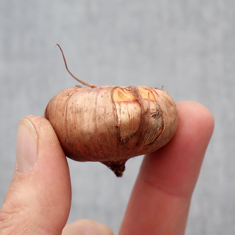 Gladiolus Ovatie - Sword Lily Bulb size 12+ sample as delivered in spring