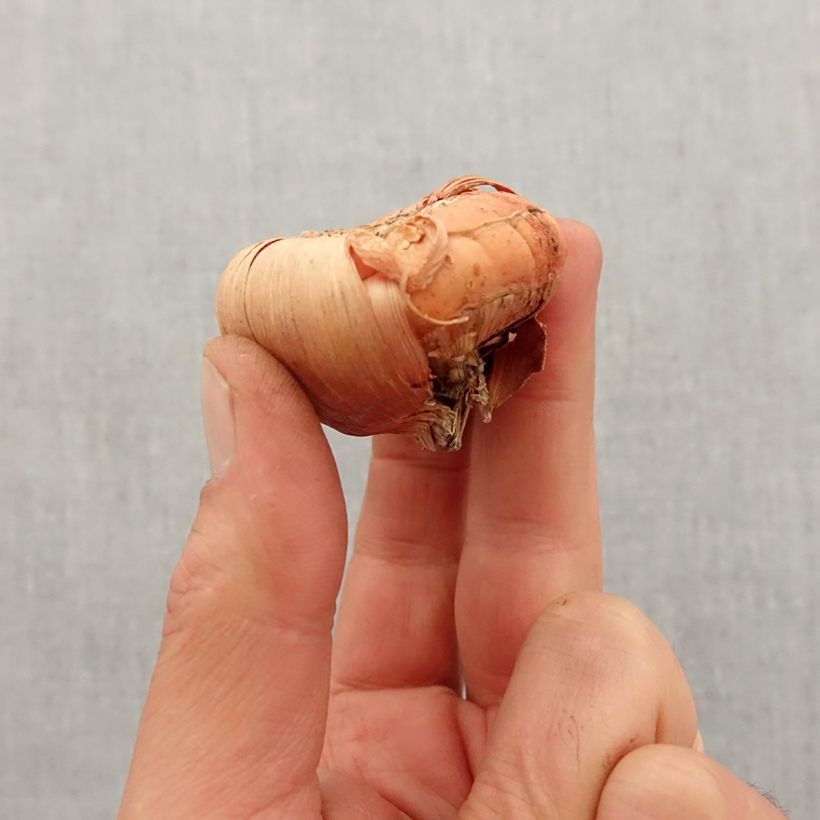 Gladiolus grandiflorus Peter Pears - Sword Lily Bulb size 12+ sample as delivered in spring