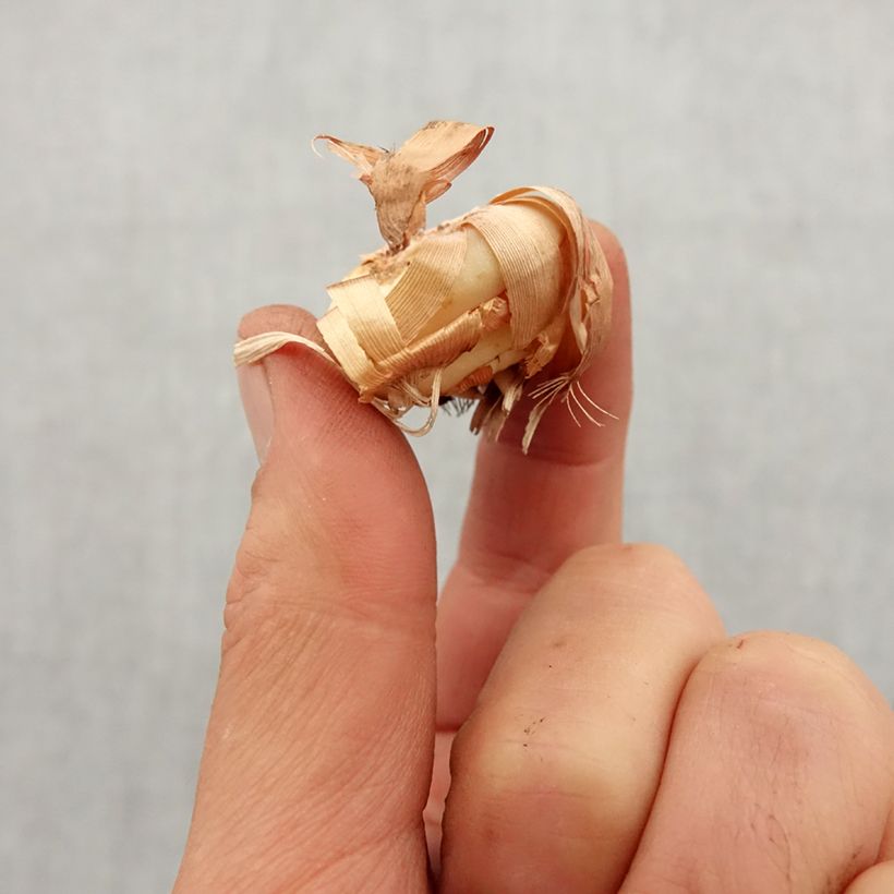 Gladiolus tubergenii Charm - Sword Lily Bulb size 8+ sample as delivered in spring