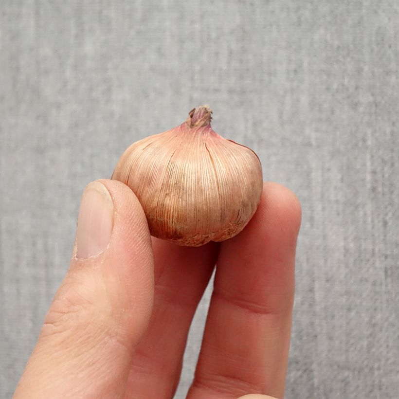 Gladiolus Wig's Sensation - Sword Lily Bulb size 10+ sample as delivered in spring