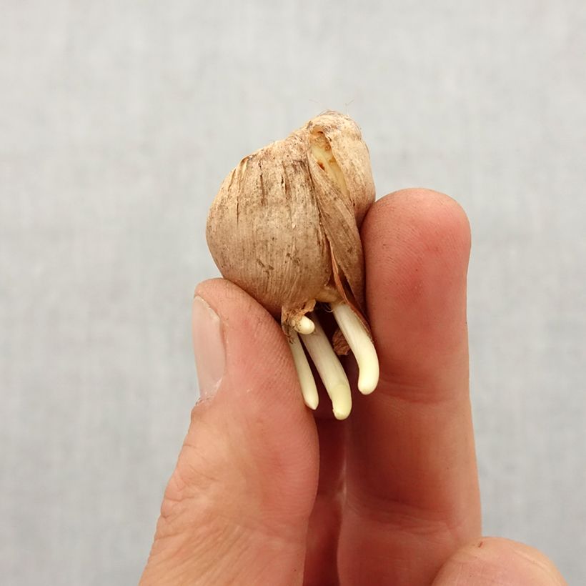 Gladiolus tristis var. concolor - Marsh Afrikaner Bulb size 5+ sample as delivered in spring
