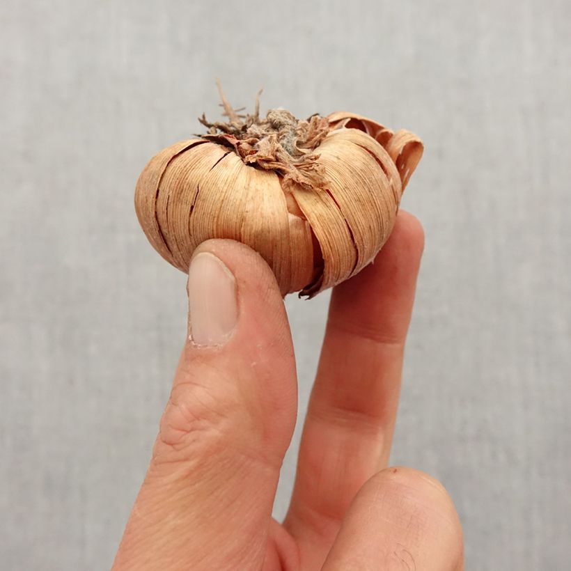 Gladiolus Zizanie - Sword Lily Bulb size 12+ sample as delivered in spring