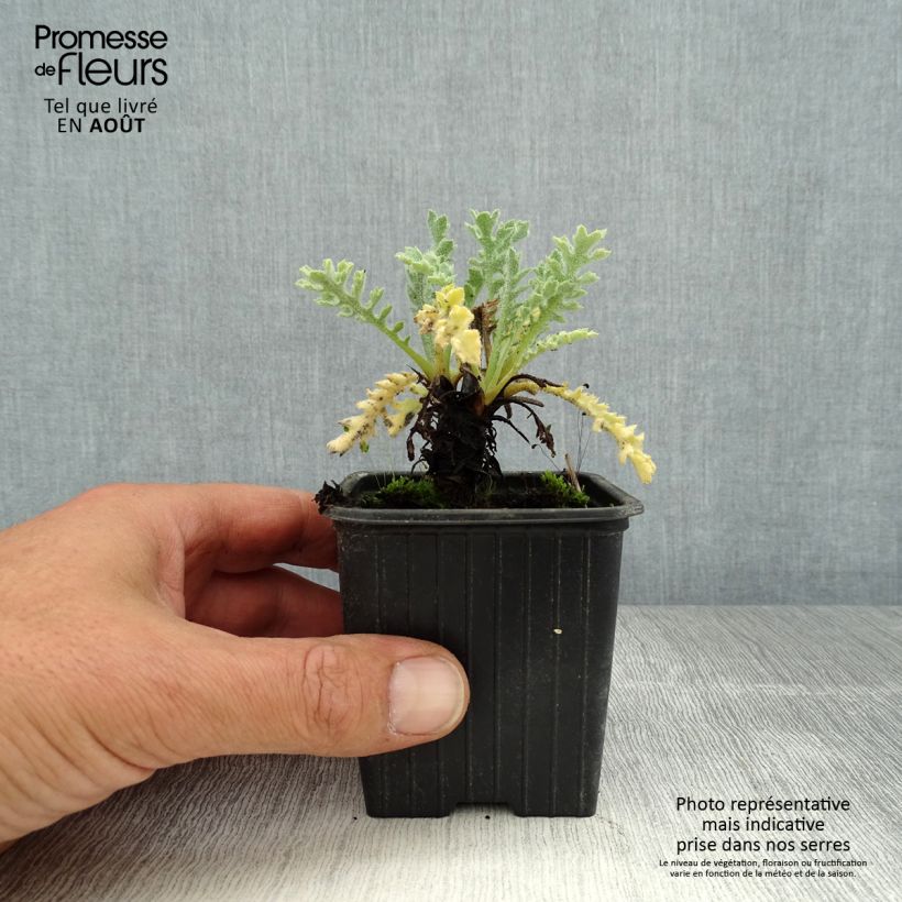 Glaucium flavum 8/9 cm pot sample as delivered in summer
