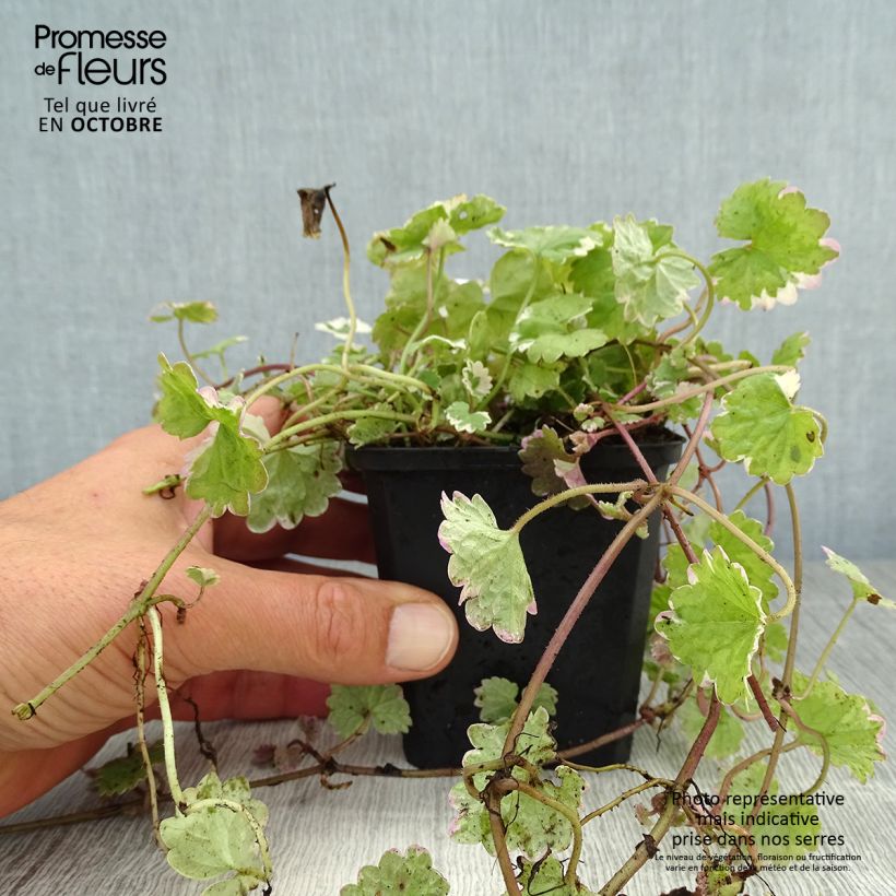Glechoma hederacea Variegata - Variegated Ground Ivy 8/9 cm pot sample as delivered in autumn