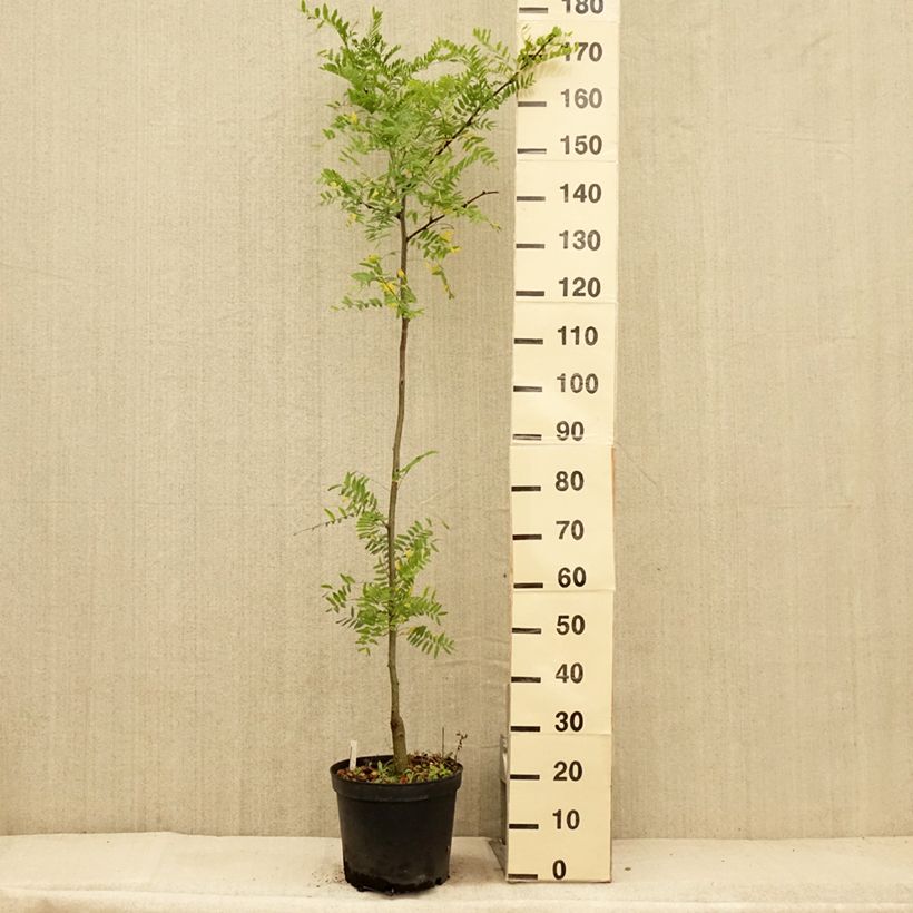 Gleditsia triacanthos f.inermis Shademaster - Honeylocust 7.5L/10L pot sample as delivered in summer
