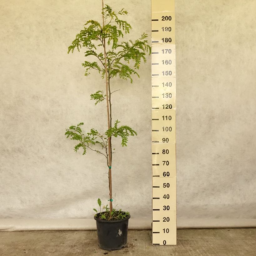 Gleditsia triacanthos f. inermis SKYLINE - Honeylocust 7.5L/10L pot sample as delivered in summer