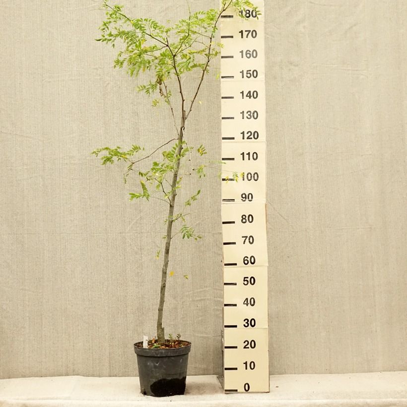 Gleditsia triacanthos f. inermis SKYLINE - Honeylocust 7.5L/10L pot sample as delivered in summer