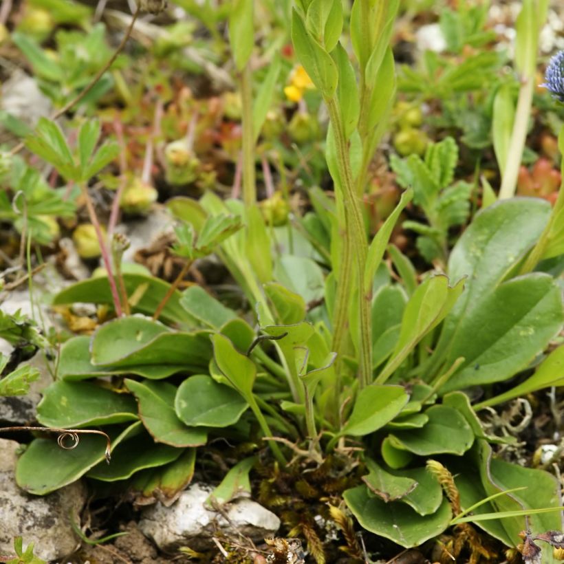 Globularia punctata (Foliage)