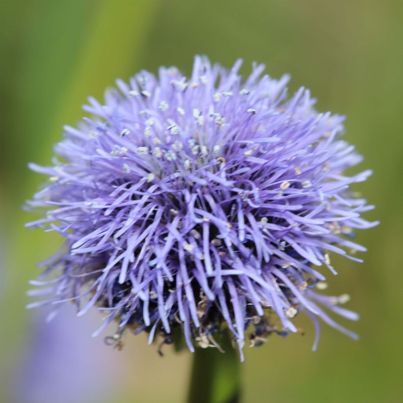 Globularia punctata (Flowering)