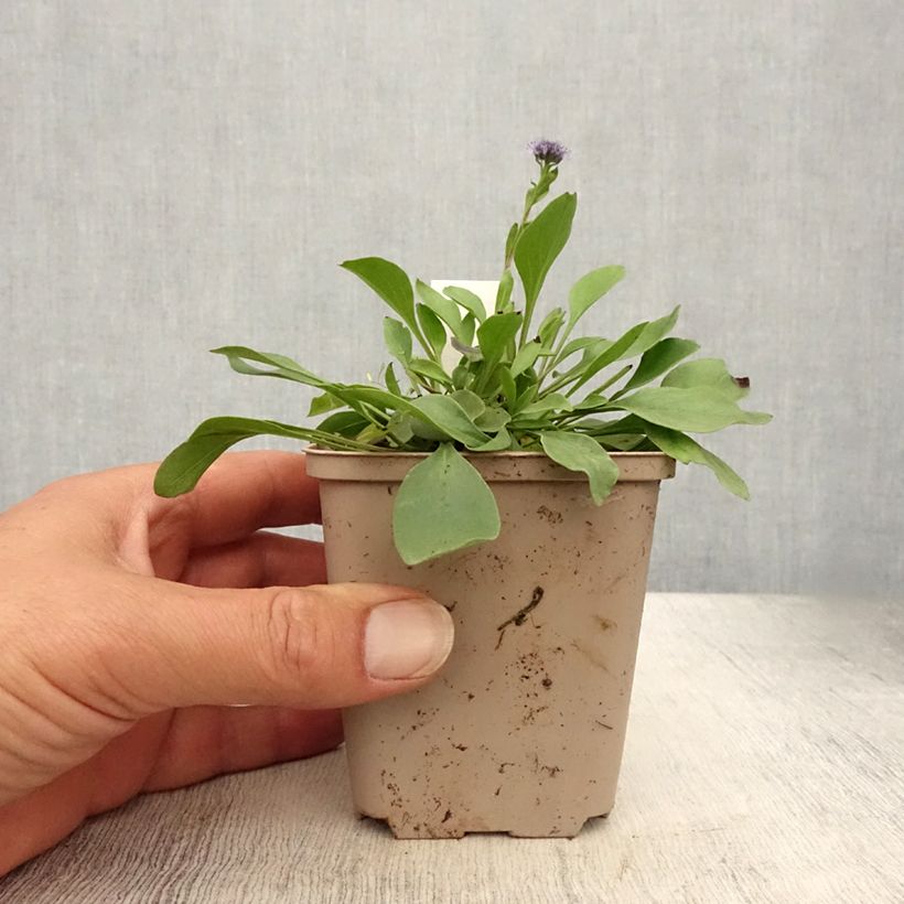 Globularia punctata 8/9 cm pot sample as delivered in summer