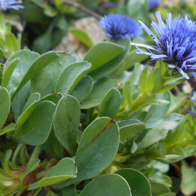 Globularia trichosantha (Foliage)