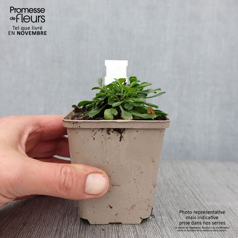 Globularia trichosantha 8/9 cm pot sample as delivered in autumn